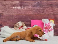 Spice's girl 919, a female Labrador Retriever for sale in Murphysboro, IL – Photo 3 of 4