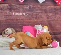Spice's girl 919, a female Labrador Retriever for sale in Murphysboro, IL – Photo 2 of 4