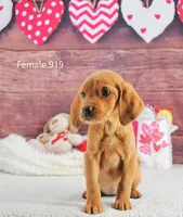 Spice's girl 919, a female Labrador Retriever for sale in Murphysboro, IL – Photo 4 of 4