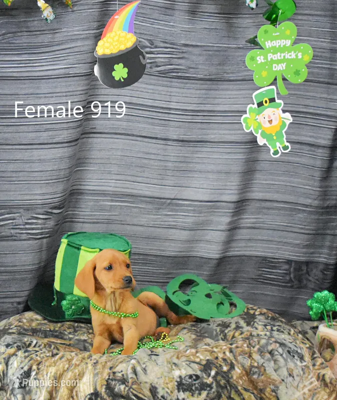 Spice's girl 919 – Labrador Retriever puppy for sale in Murphysboro, IL