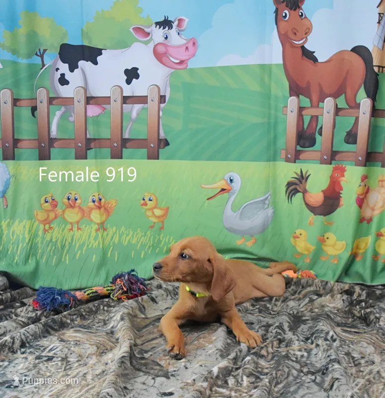 Spice's girl 919 – Labrador Retriever puppy for sale in Murphysboro, IL