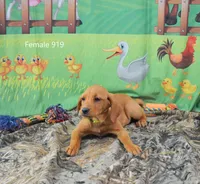 Spice's girl 919, a female Labrador Retriever for sale in Murphysboro, IL – Photo 2 of 3