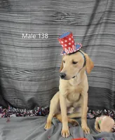 Ivory's boy 138, a male Labrador Retriever for sale in Murphysboro, IL – 2 of 4