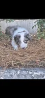 Rollo , a male Border Collie for sale in Riverside, CA – 7 of 8