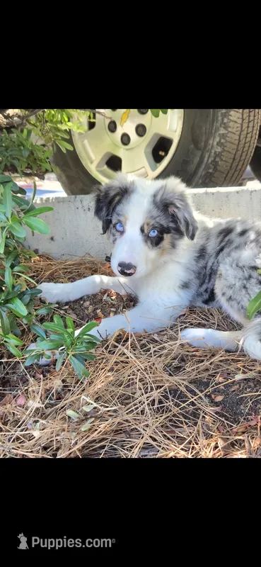 Rollo  – Border Collie puppy for sale in Riverside, CA