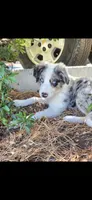 Rollo , a male Border Collie for sale in Riverside, CA – 1 of 8