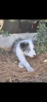 Rollo , a male Border Collie for sale in Riverside, CA – 8 of 8
