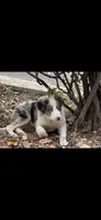 Rollo , a male Border Collie for sale in Riverside, CA – 2 of 8