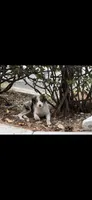 Rollo , a male Border Collie for sale in Riverside, CA – 3 of 8