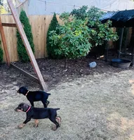 Red, a female Doberman Pinscher for sale in Portland, OR – 3 of 4