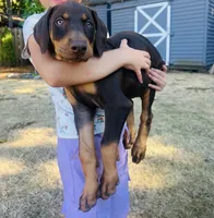 Red, a female Doberman Pinscher for sale in Portland, OR – 4 of 4