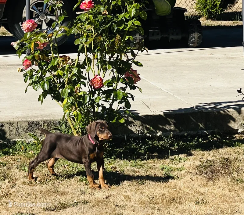Red – Doberman Pinscher puppy for sale in Portland, OR