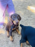 Red, a female Doberman Pinscher for sale in Portland, OR – 2 of 4