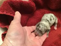 Isabell on hold, a female Chihuahua for sale in Livingston, TN – Photo 2 of 6