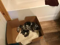 Isabell on hold, a female Chihuahua for sale in Livingston, TN – Photo 6 of 6