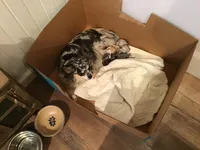 Isabell on hold, a female Chihuahua for sale in Livingston, TN – Photo 5 of 6