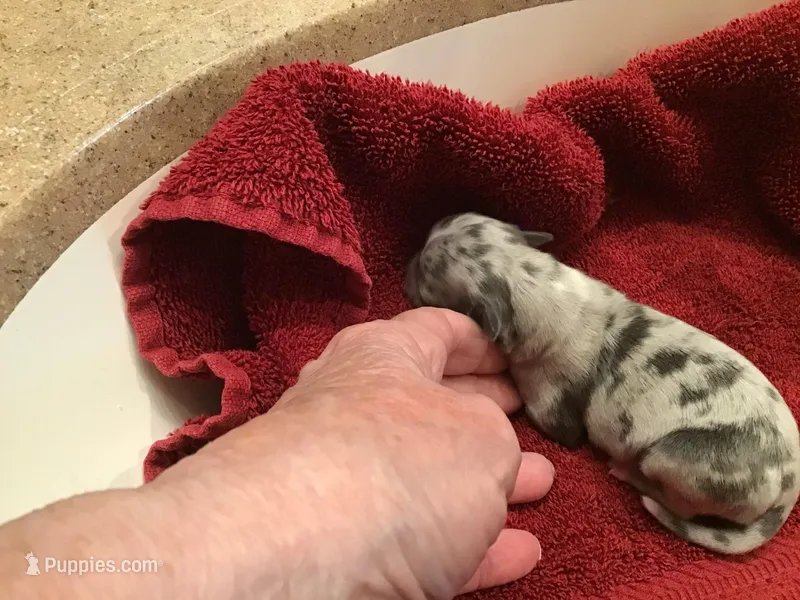 Isabell on hold, a female Chihuahua for sale in Livingston, TN – Photo 1 of 6