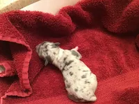 Isabell on hold, a female Chihuahua for sale in Livingston, TN – Photo 3 of 6