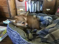 Sold, a female Chihuahua for sale in Livingston, TN – Photo 2 of 4