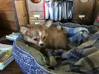 Sold, a female Chihuahua for sale in Livingston, TN – Photo 3 of 4