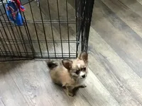 Sold, a female Chihuahua for sale in Livingston, TN – Photo 1 of 4