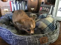 Sold, a female Chihuahua for sale in Livingston, TN – Photo 4 of 4