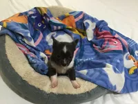 Mr. pickles SOLD, a male Chihuahua for sale in Livingston, TN – Photo 3 of 9