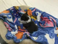 Mr. pickles SOLD, a male Chihuahua for sale in Livingston, TN – Photo 7 of 9