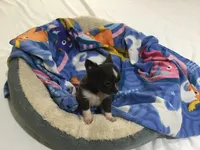 Mr. pickles SOLD, a male Chihuahua for sale in Livingston, TN – Photo 8 of 9