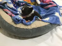 Mr. pickles SOLD, a male Chihuahua for sale in Livingston, TN – Photo 9 of 9