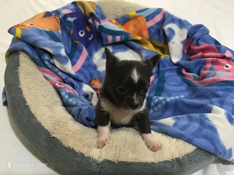 Mr. pickles SOLD, a male Chihuahua for sale in Livingston, TN – Photo 1 of 9