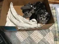 Mr. pickles SOLD, a male Chihuahua for sale in Livingston, TN – Photo 5 of 9