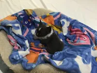 Mr. pickles SOLD, a male Chihuahua for sale in Livingston, TN – Photo 6 of 9