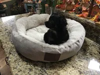 Sold, a male Chihuahua for sale in Livingston, TN – Photo 2 of 2