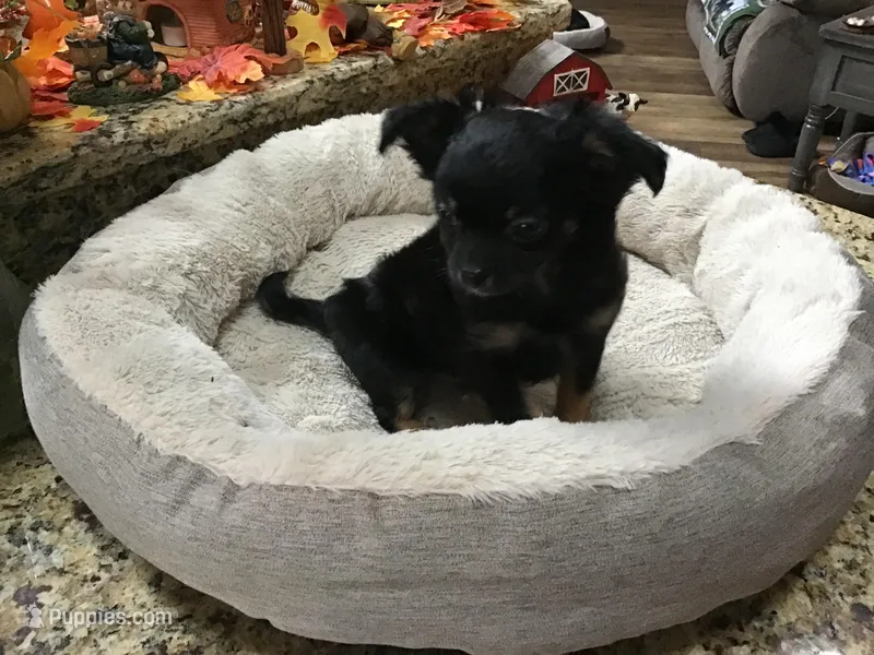 Sold, a male Chihuahua for sale in Livingston, TN – Photo 1 of 2