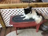 Sophia ON HOLDl, a female Chihuahua for sale in Livingston, TN – Photo 4 of 4