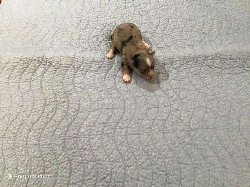 Sophia ON HOLDl, a female Chihuahua for sale in Livingston, TN – Photo 1 of 4