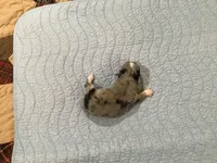 Sophia ON HOLDl, a female Chihuahua for sale in Livingston, TN – Photo 2 of 4