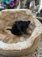 Sold, a female Chihuahua for sale in Livingston, TN – Photo 2 of 3