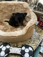 Sold, a female Chihuahua for sale in Livingston, TN – Photo 3 of 3