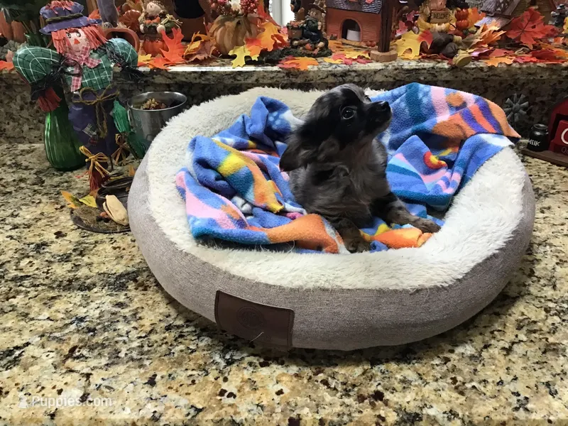 Sold, a male Chihuahua for sale in Livingston, TN – Photo 1 of 5