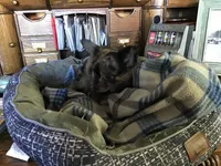 Sold, a male Chihuahua for sale in Livingston, TN – Photo 5 of 5