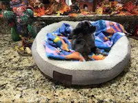 Sold, a male Chihuahua for sale in Livingston, TN – Photo 2 of 5