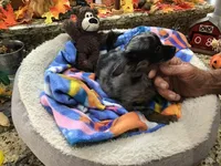 Sold, a male Chihuahua for sale in Livingston, TN – Photo 4 of 5