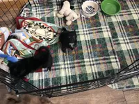 Sold, a female Chihuahua for sale in Livingston, TN – Photo 5 of 6