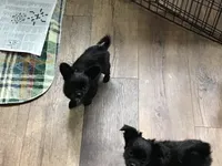 Sold, a female Chihuahua for sale in Livingston, TN – Photo 6 of 6