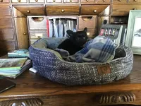 Sold, a female Chihuahua for sale in Livingston, TN – Photo 4 of 6