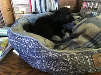 Sold, a female Chihuahua for sale in Livingston, TN – Photo 3 of 6