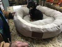 Sold, a male Chihuahua for sale in Livingston, TN – Photo 4 of 6