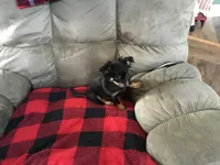 Sold, a male Chihuahua for sale in Livingston, TN – Photo 2 of 6